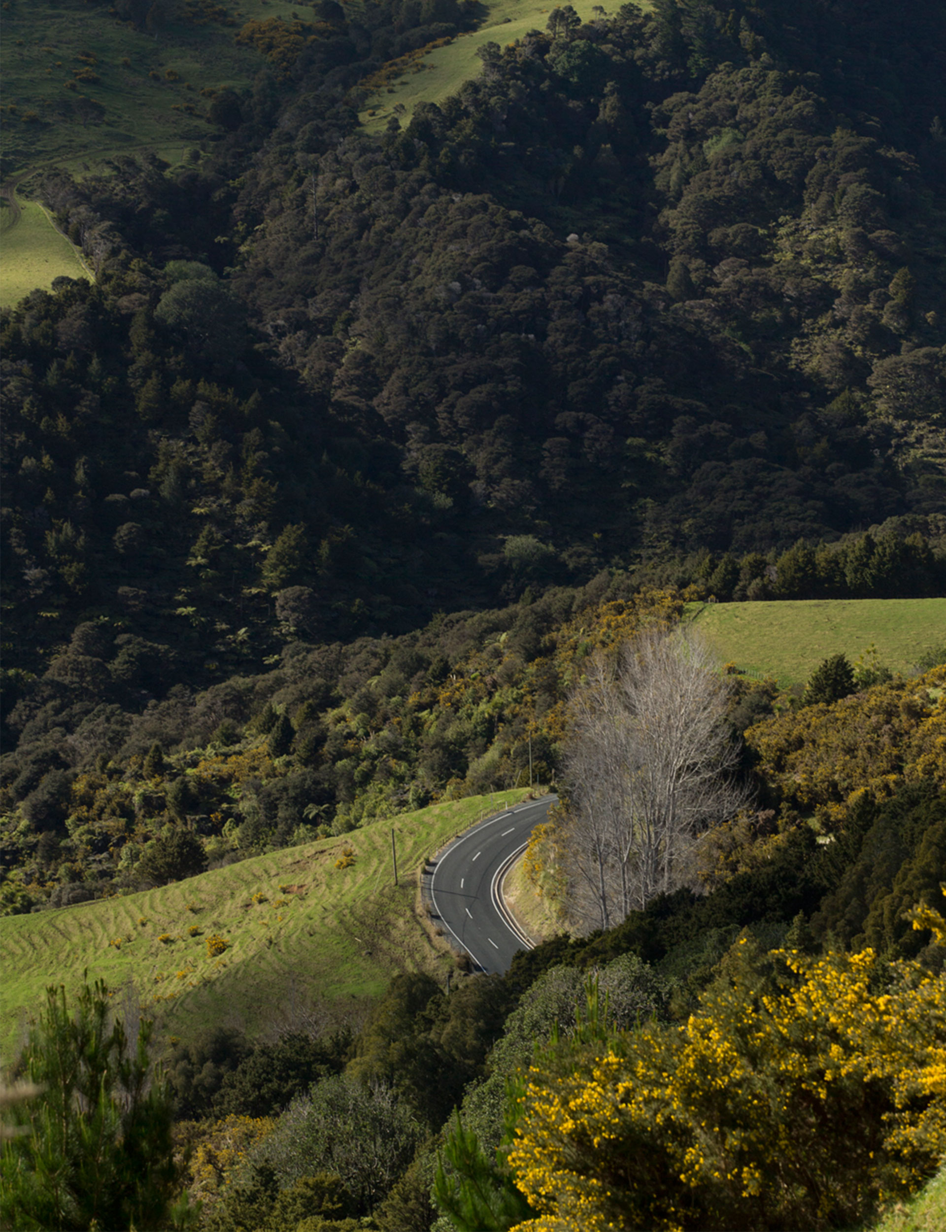 winding road, hills above Pakiri, beachside community, north-Auckland, New Zealand