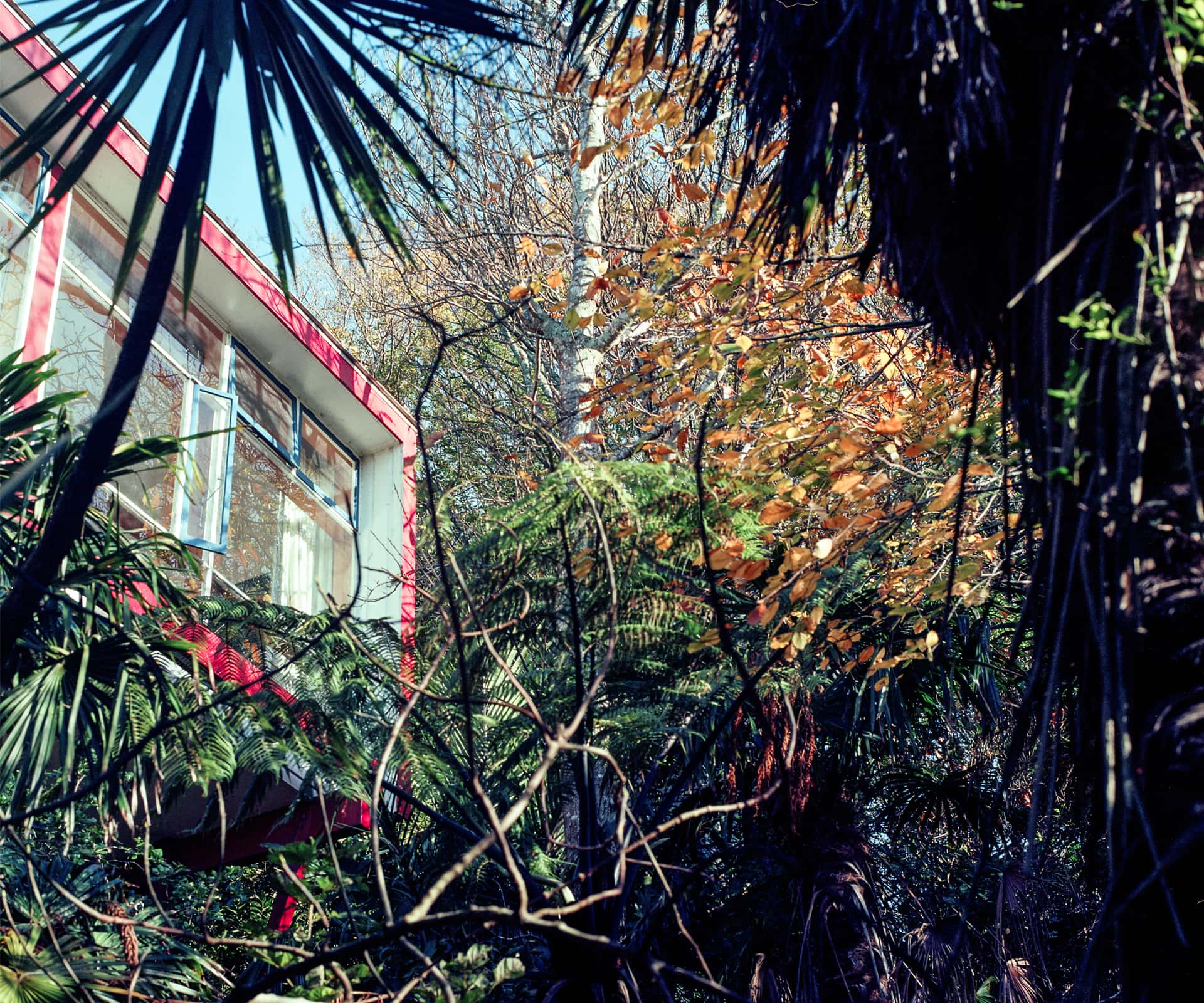 life-in-the-trees-4jpg