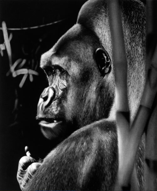 Matt Griffin - Umurinzi